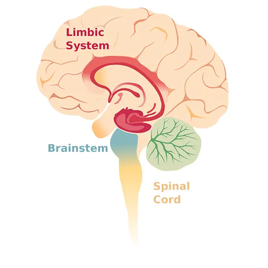 Neurologic Syndrome and Autoimmune Encephalitis: Overview & Treatment